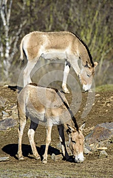 Turkmenian kulan Equus hemionus kulan