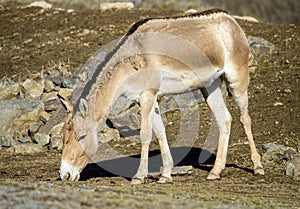 Turkmenian kulan Equus hemionus kulan