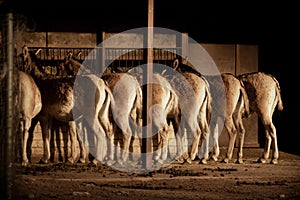 Turkmenian kulan (Equus hemionus kulan