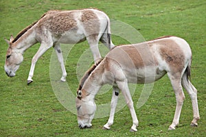 Turkmenian kulan (Equus hemionus kulan).