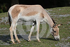 Turkmenian kulan (Equus hemionus kulan). photo