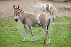 Turkmenian kulan Equus hemionus kulan. photo