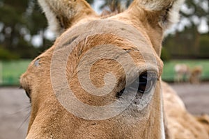 Turkmenian kulan Equus hemionus kulan , kulan`s eye