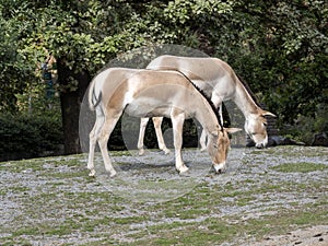 Turkmenian kulan, Equus hemionus kulan, is a rare Asian donkey
