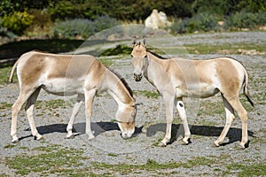 The Turkmenian kulan, Equus hemionus kulan, is a rare Asian donkey