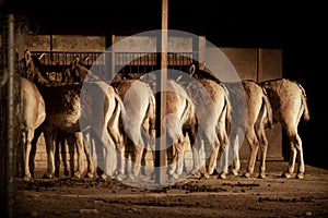 Turkmenian kulan (Equus hemionus kulan photo