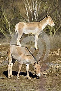 Turkmenian kulan Equus hemionus kulan