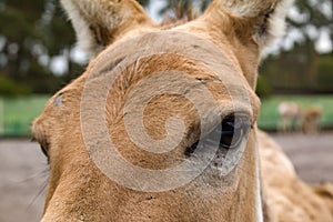Turkmenian kulan Equus hemionus kulan , kulan`s eye photo
