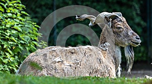 Turkmenian markhor, Capra falconeri heptneri living on the rocks