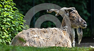 Turkmenian markhor, Capra falconeri heptneri living on the rocks