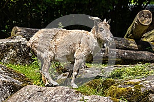 Turkmenian markhor, Capra falconeri heptneri living on the rocks