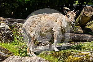 Turkmenian markhor, Capra falconeri heptneri living on the rocks