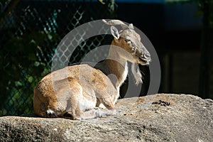 Turkmenian markhor, Capra falconeri heptneri living on the rocks