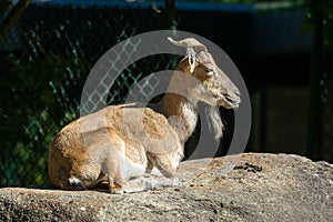 Turkmenian markhor, Capra falconeri heptneri living on the rocks