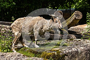 Turkmenian markhor, Capra falconeri heptneri living on the rocks