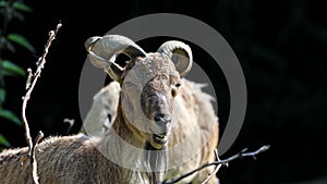 Turkmenian markhor, Capra falconeri heptneri sitting on a rock