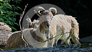 Turkmenian markhor, Capra falconeri heptneri sitting on a rock