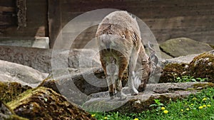 Turkmenian markhor, Capra falconeri heptneri sitting on a rock