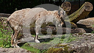 Turkmenian markhor, Capra falconeri heptneri sitting on a rock