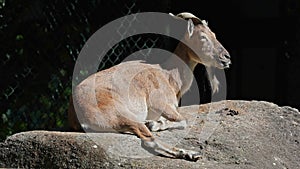 Turkmenian markhor, Capra falconeri heptneri sitting on a rock