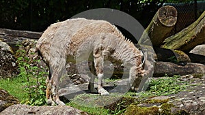 Turkmenian markhor, Capra falconeri heptneri sitting on a rock