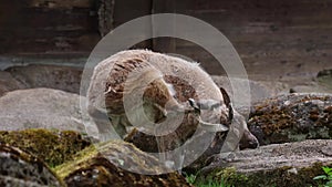 Turkmenian markhor, Capra falconeri heptneri sitting on a rock