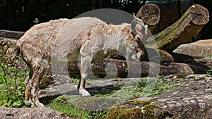 Turkmenian markhor, Capra falconeri heptneri sitting on a rock