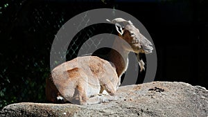 Turkmenian markhor, Capra falconeri heptneri sitting on a rock