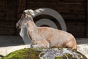 Turkmenian markhor, Capra falconeri heptneri stand on rocks