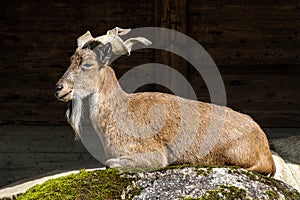 Turkmenian markhor, Capra falconeri heptneri stand on rocks