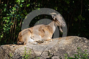 Turkmenian markhor, Capra falconeri heptneri stand on rocks