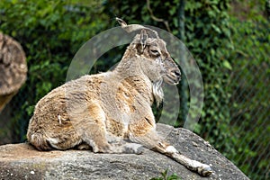 Turkmenian markhor, Capra falconeri heptneri stand on rocks