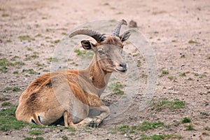 Turkmenian sheep