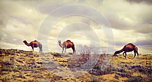 Turkmenistan, Ñamels graze in the Karakum desert.  The desert occupies 70% of the area of Turkmenistan