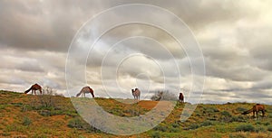 Turkmenistan, Ñamels graze in the Karakum desert.  The desert occupies 70% of the area of Turkmenistan