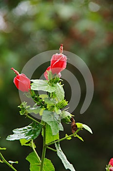 Turks cap flowers