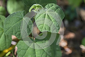 Turks Cap Leaves - Malvaviscus arboreus Cav