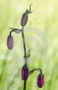 Turks cap lily with buds - lilium martagon