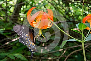 Turks Cap Lily and Butterfly