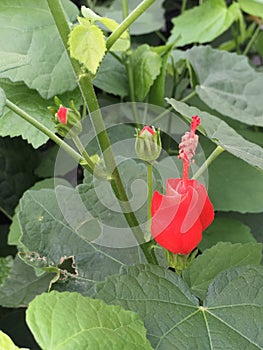 Turks cap plant