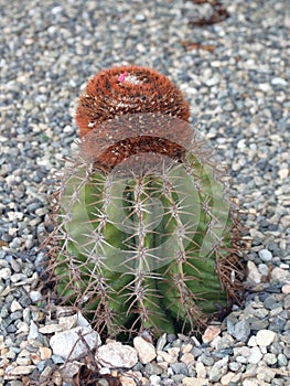 Turks head cactus, Providenciales