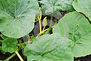 Turks Turban gourd female flower with fruit ready to form