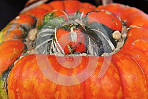 Turks Turban Pumpkin places