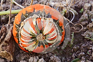 Turks Turban squash on the vine