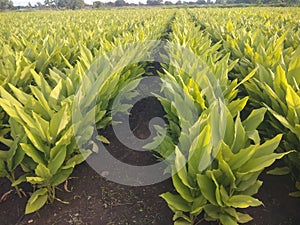 Turmeric crop grown in India