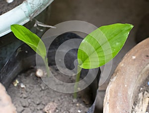 Turmeric Curcuma longa Plant Sapling