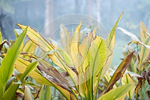 Turmeric Farm, Turmeric is a flowering plant, Curcuma longa of the ginger family