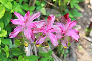 Turmeric flower