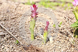 Turmeric flower