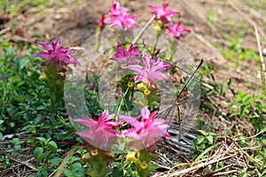 Turmeric flower